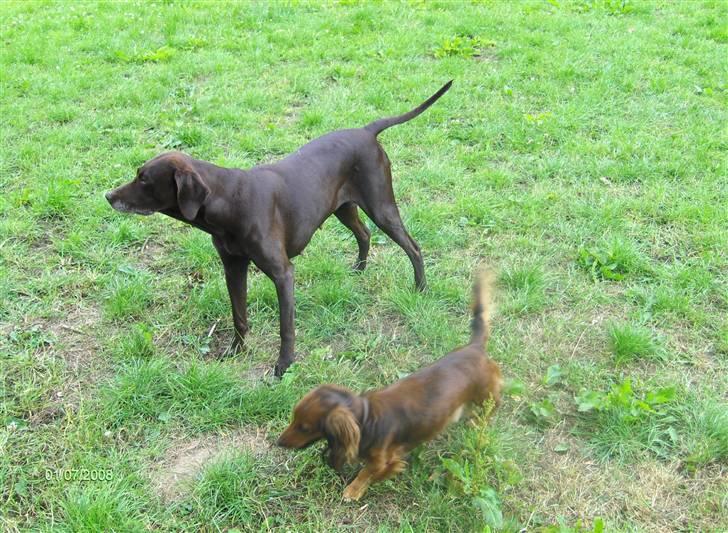 Blanding af racer RIKKE-LINE. R.I.P. - "Småhunde" træf i horsens. billede 15