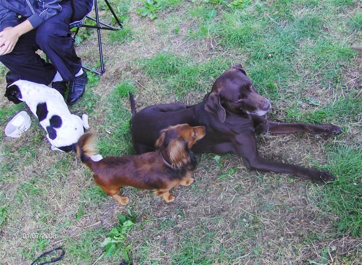 Blanding af racer RIKKE-LINE. R.I.P. - "Småhunde" træf i horsens. Rikke er omsværmet af Maximus billede 16