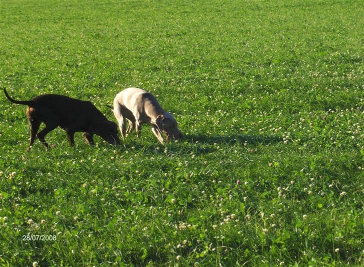 Blanding af racer RIKKE-LINE. R.I.P. - Søger mus. billede 17