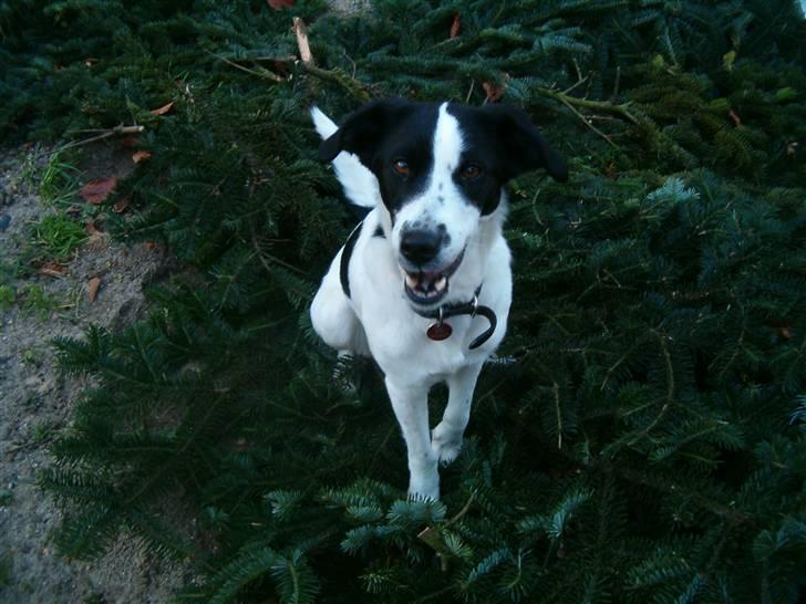 Blanding af racer Zita <3 :D billede 20