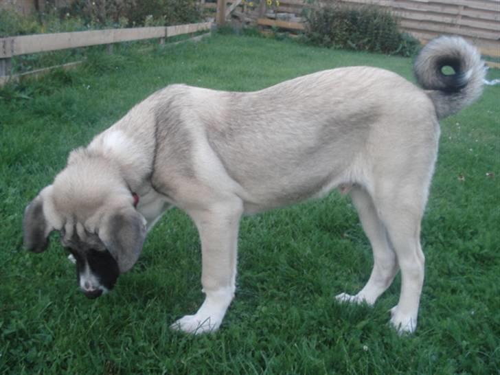 Kangal DUMAN billede 2