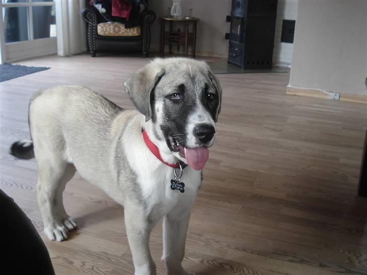 Kangal DUMAN - Gider du at lægge det kamera og klø mig på maven.? billede 3