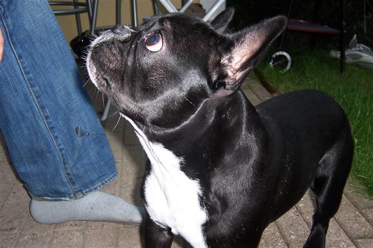 Fransk bulldog Loui - måske der falder noget v siden af til mig....? billede 17