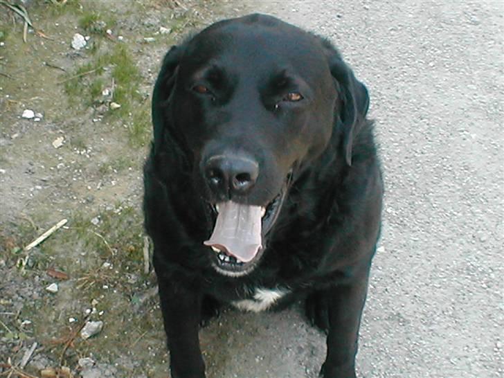 Blanding af racer Bastian (RIP d. 4/5-2010) billede 11