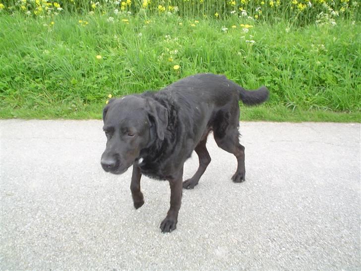 Blanding af racer Bastian (RIP d. 4/5-2010) billede 12