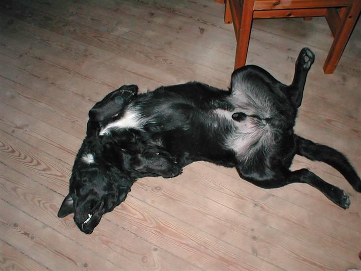 Blanding af racer Bastian (RIP d. 4/5-2010) billede 13