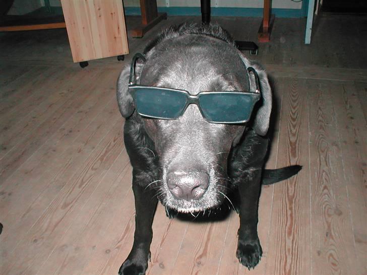 Blanding af racer Bastian (RIP d. 4/5-2010) billede 14