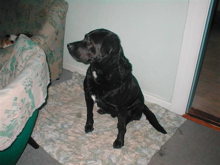 Blanding af racer Bastian (RIP d. 4/5-2010) billede 15