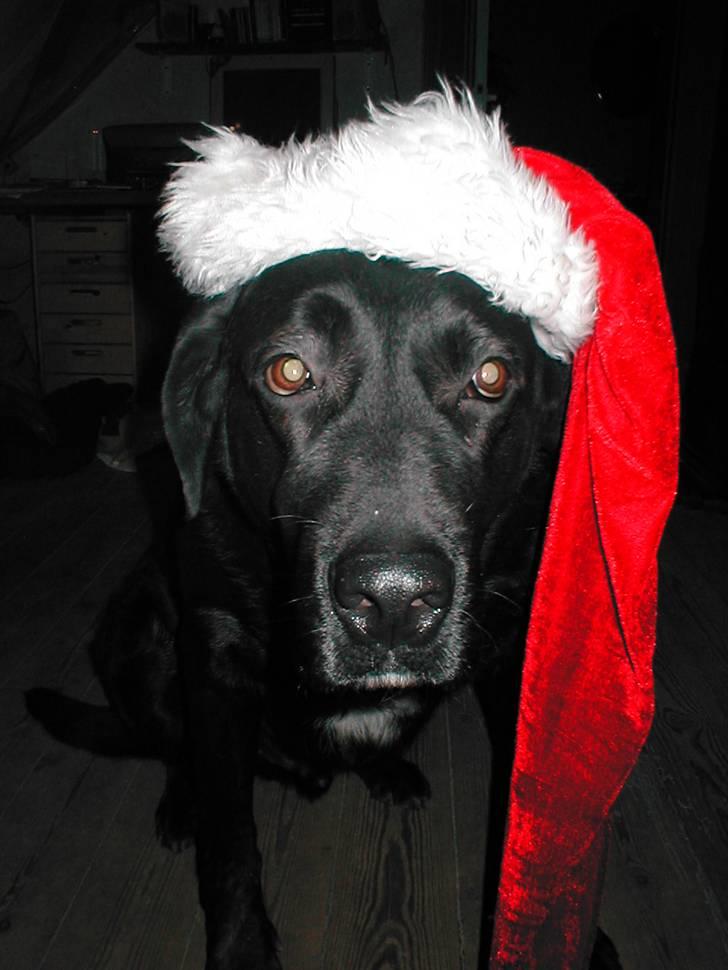 Blanding af racer Bastian (RIP d. 4/5-2010) billede 16