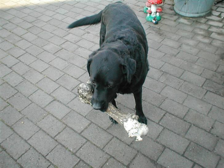 Blanding af racer Bastian (RIP d. 4/5-2010) billede 17