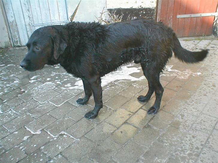 Blanding af racer Bastian (RIP d. 4/5-2010) billede 18