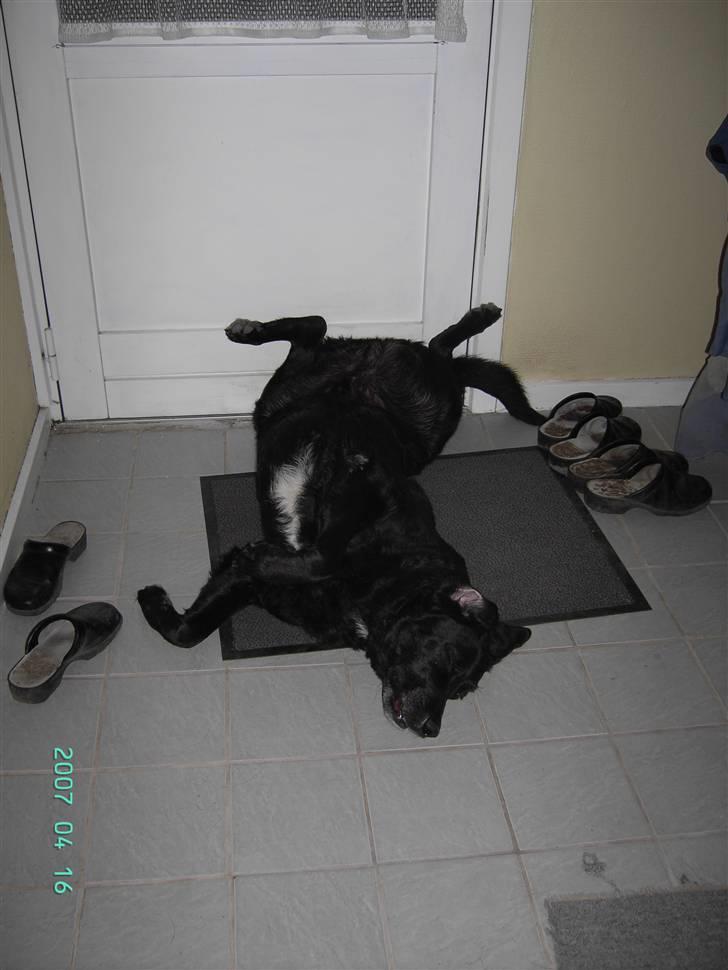 Blanding af racer Bastian (RIP d. 4/5-2010) billede 19