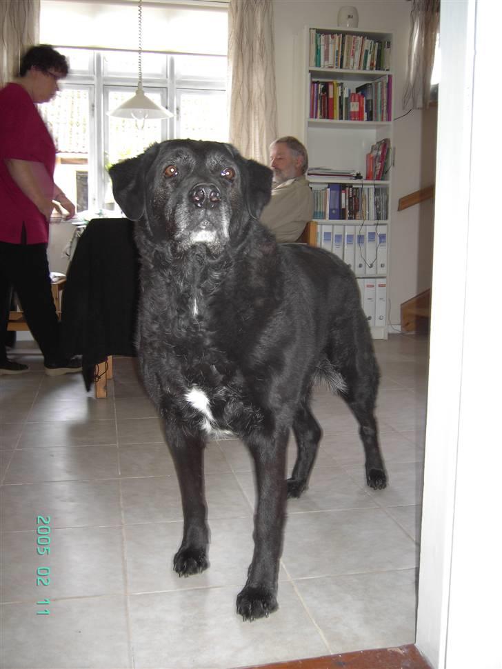 Blanding af racer Bastian (RIP d. 4/5-2010) billede 20