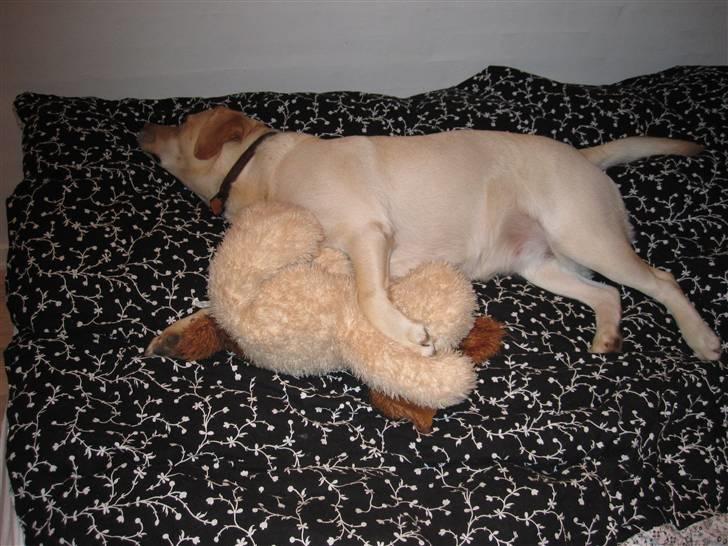 Labrador retriever Money Honey (Mille) - mille som ligger og sover, med "Fluffy Ib" (som hun elsker at ligge med) billede 13