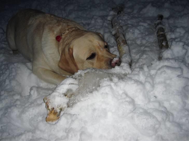 Labrador retriever Money Honey (Mille) - vinter 2010 - gode store pinde er de bedste! billede 15