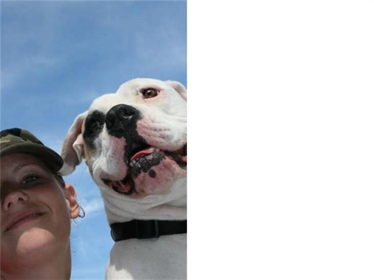 Amerikansk bulldog Lucy Lui billede 8