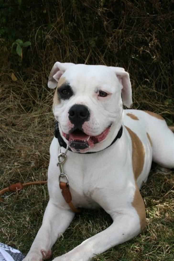 Amerikansk bulldog Lucy Lui billede 9