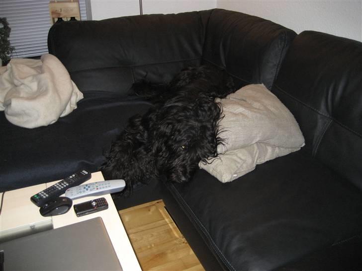 Briard Zita - Gider ikke op nu:0) billede 11