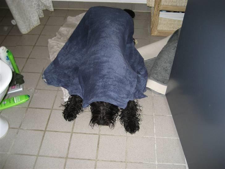 Briard Zita - Du kan ikke finde mig mor:0) billede 12