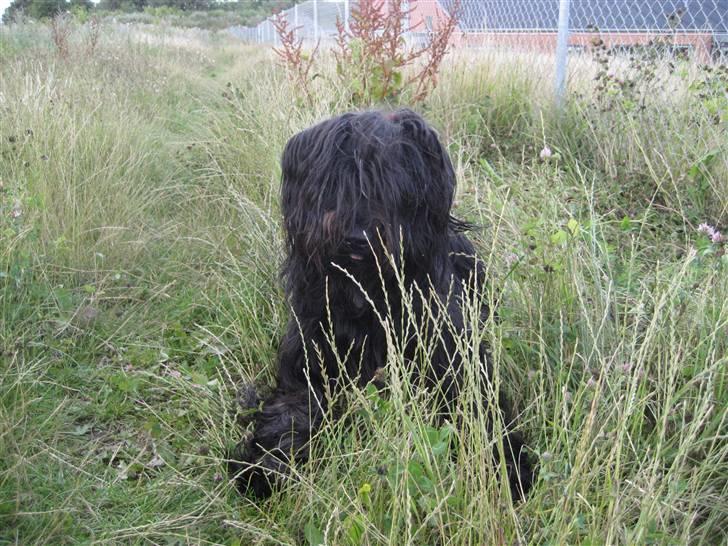 Briard Zita - Tit tit billede 13