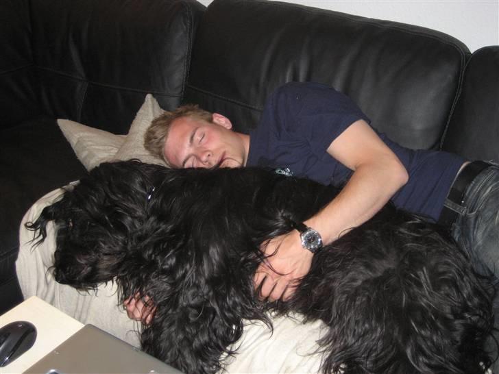 Briard Zita - Mig og Far vi elsker bare og tag en lur på sofaen. billede 14