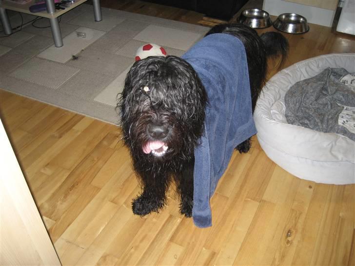 Briard Zita - Er jeg ikk fin efter et bad:0) billede 16