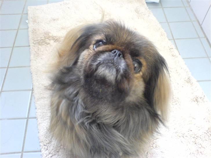 Pekingeser blaesy billede 1