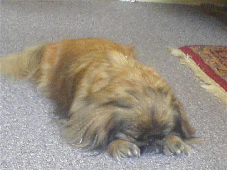 Pekingeser blaesy billede 2