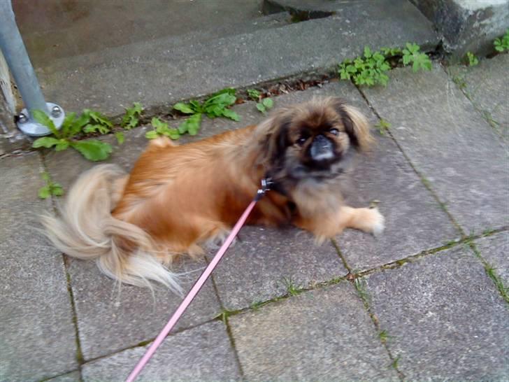 Pekingeser blaesy billede 3