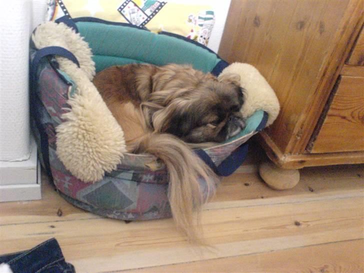 Pekingeser blaesy billede 4