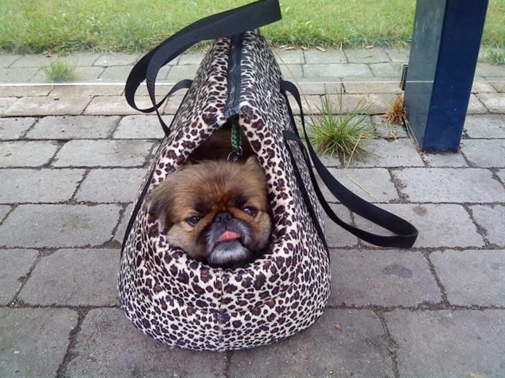 Pekingeser blaesy billede 5