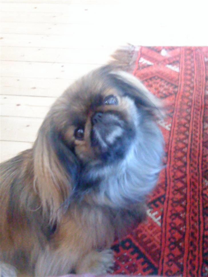Pekingeser blaesy billede 6