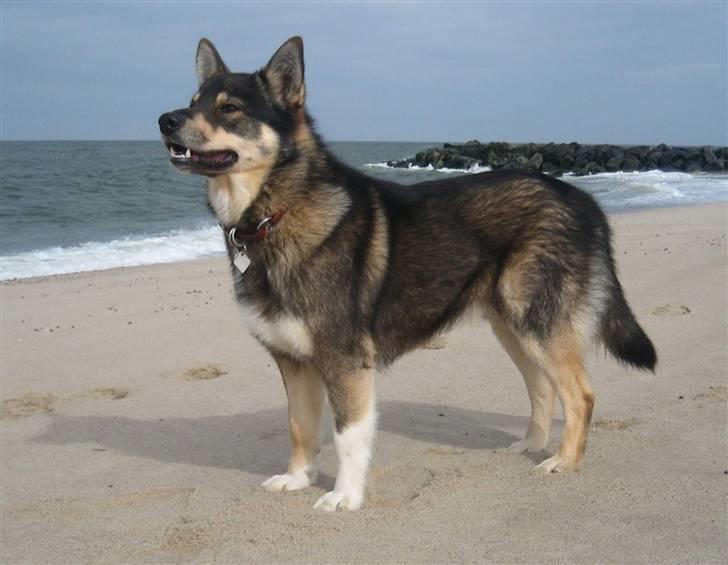 Finsk hyrdehund Raigaladei Arkos - Arkos ved vandet. billede 1