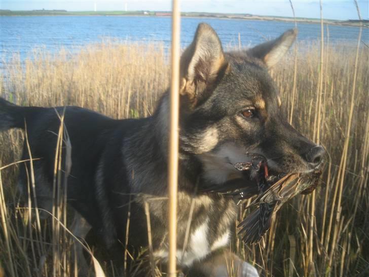 Finsk hyrdehund Raigaladei Arkos - en fugl i munden er bedre end 10 på taget...eller hvordan er det nu det er.... billede 2