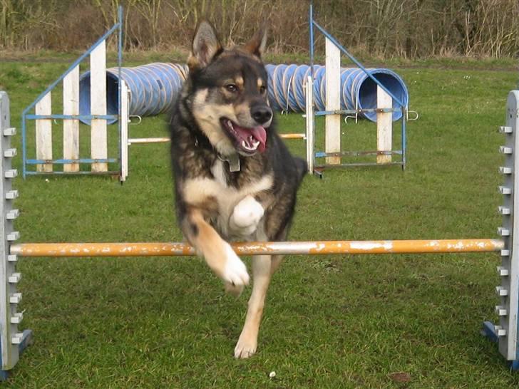 Finsk hyrdehund Raigaladei Arkos - Spring eller tumlen over springet..vælg selv... billede 3
