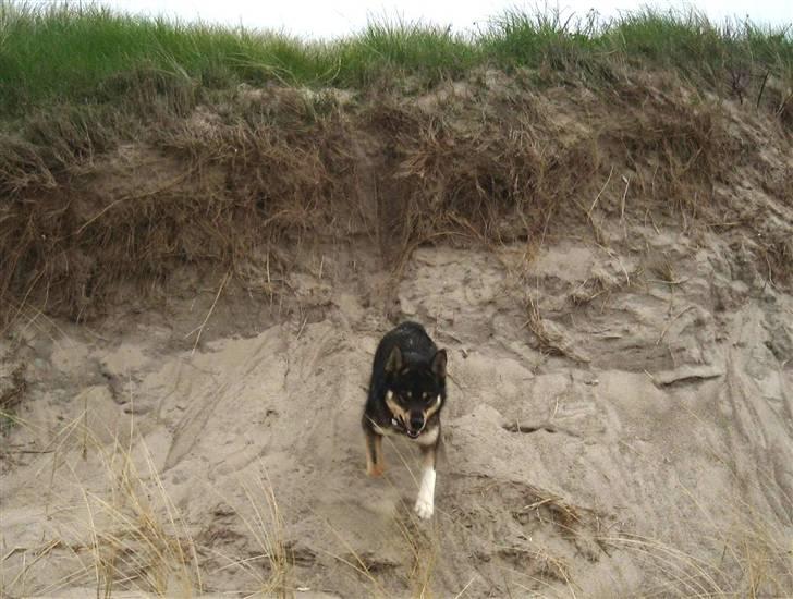 Finsk hyrdehund Raigaladei Arkos - kommer nu billede 4