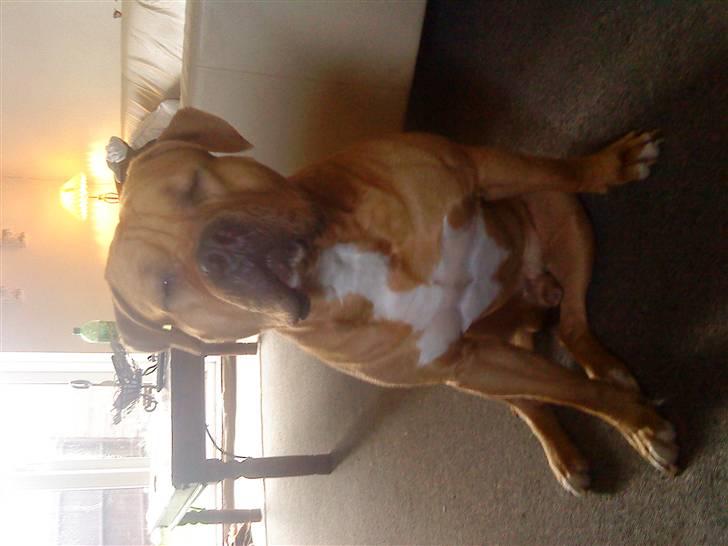 Blanding af racer Felix. .  - Velkommen til min konto :-) billede 1