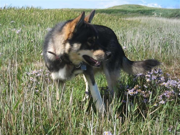Finsk hyrdehund Raigaladei Arkos - "blomsterbarnet" billede 5