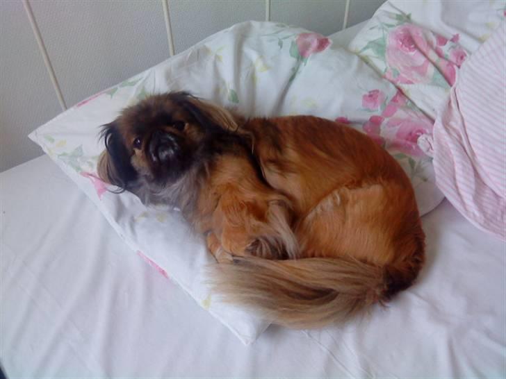 Pekingeser blaesy billede 7
