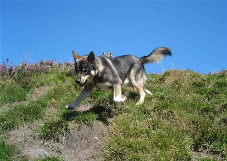 Finsk hyrdehund Raigaladei Arkos - Altid på farten billede 6