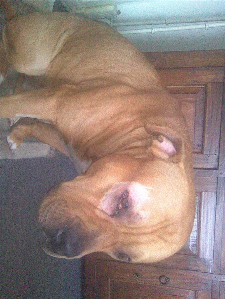 Blanding af racer Felix. .  - Felix er lidt trist, han er lige blevet opereret i øjet og kastereret. .  billede 3