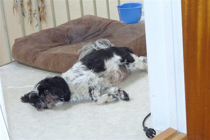 Shih tzu cacy billede 6