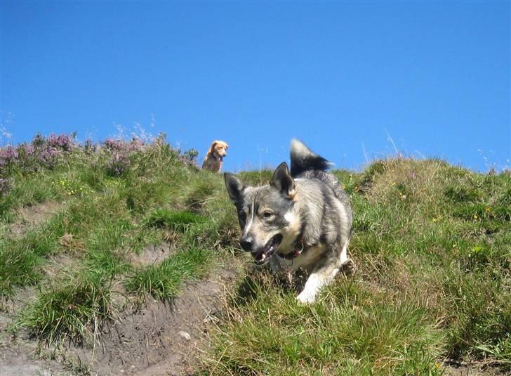 Västgötaspids rätt o slätt Qammaq billede 2