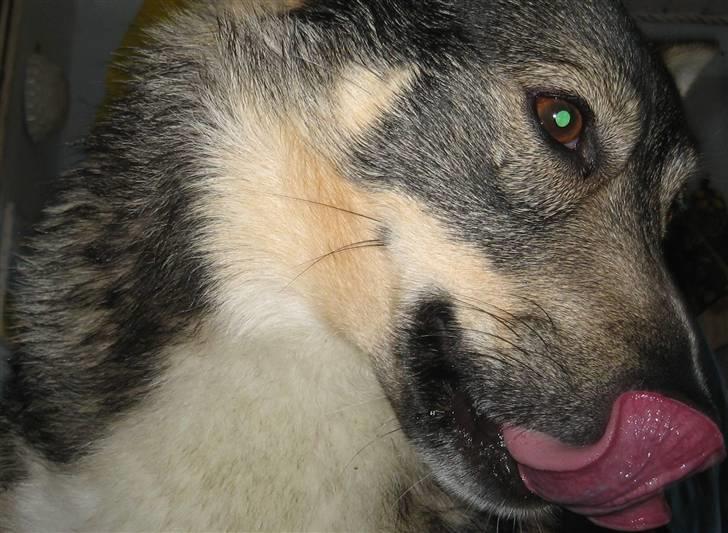 Västgötaspids rätt o slätt Qammaq billede 3