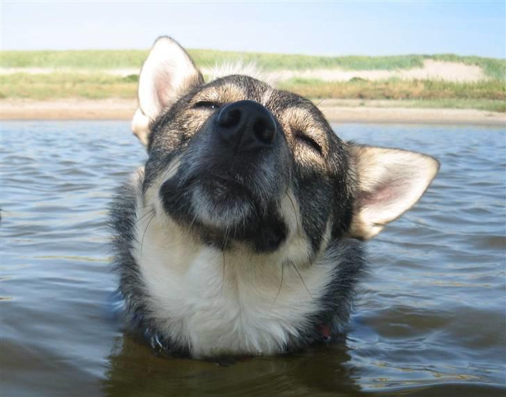 Västgötaspids rätt o slätt Qammaq billede 4