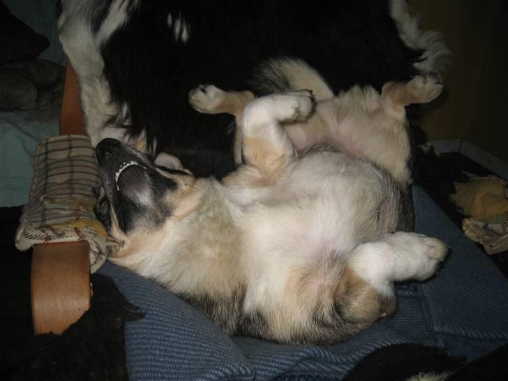 Västgötaspids rätt o slätt Qammaq billede 5