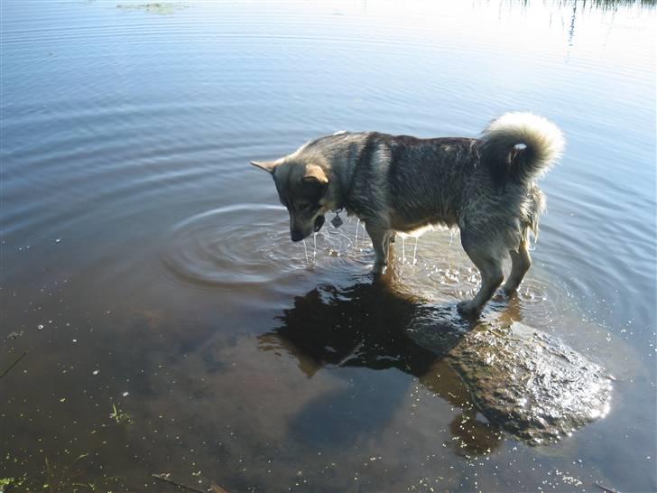Västgötaspids rätt o slätt Qammaq billede 6
