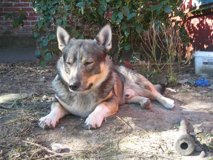 Västgötaspids rätt o slätt Qammaq billede 7