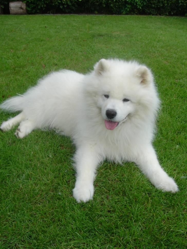 Samojedhund Nico R.I.P  billede 9