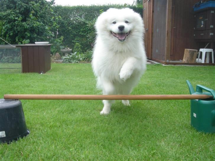 Samojedhund Nico R.I.P  billede 10